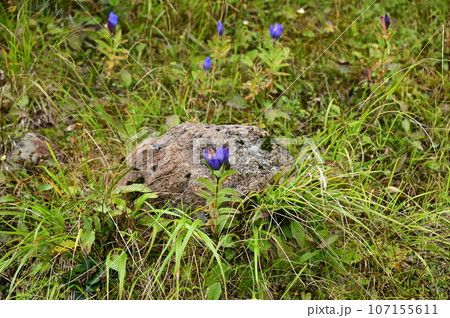 八幡平の植物  リンドウ 107155611