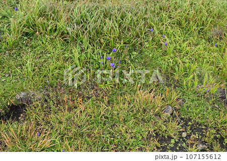 八幡平の植物  リンドウ 107155612