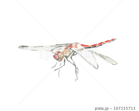 飛ぶ赤とんぼのイラスト素材 [107155713] - PIXTA