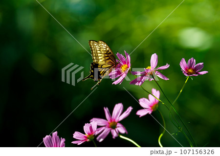 コスモス畑に舞うアゲハチョウ 107156326