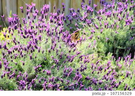 群生 フレンチラベンダーの花 群生 フレンチラベンダーの花 107156329