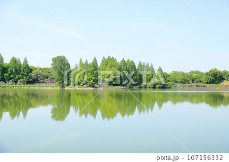 新緑の公園　雑木若葉 107156332