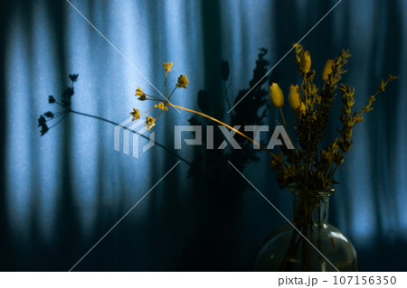 Beautiful still life with a bouquet of dried wildflowers in a glass vase on a deep blue background with vertical shadows. Interior decor of a rural house. Floral arrangement. Floral shadow on a wall. Beautiful still life with a bouquet of dried wildflowers in a glass vase on a deep blue background with vertical shadows. Interior decor of a rural house. Floral arrangement. Floral shadow on a wall. 107156350