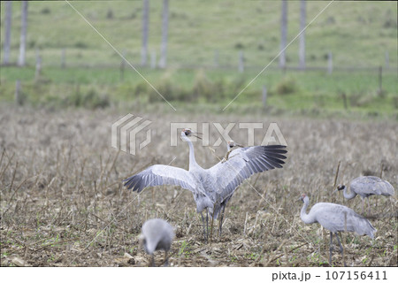 オーストラリアヅルのダンス 107156411