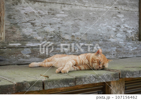 神社の軒下でお昼寝をする猫 神社の軒下でお昼寝をする猫 107156462