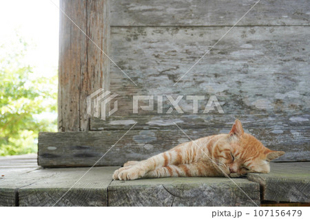 神社の軒下でお昼寝をする猫 神社の軒下でお昼寝をする猫 107156479