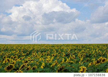 Beautiful sunflower agricultural field. Industrial farming field of blooming sunflowers. Harvest concept. Rural Sunflowers for oil production agronomy 107156636
