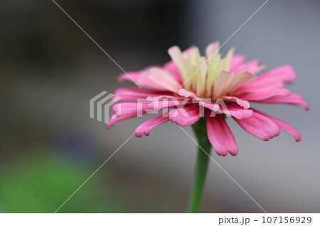 ジニア　0181 107156929