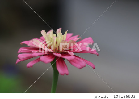 ジニア　0185 107156933