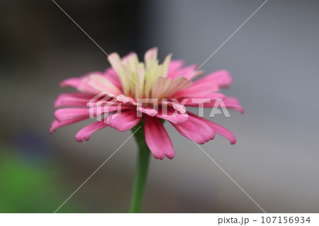 ジニア　0186 107156934