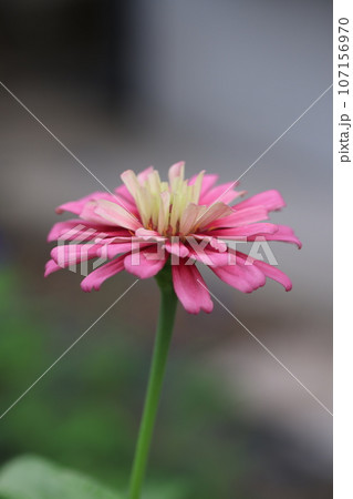 ジニア 0195 ジニア 0195 107156970