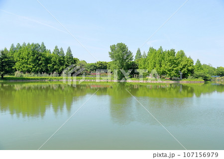 新緑の公園　満開バラ園 107156979