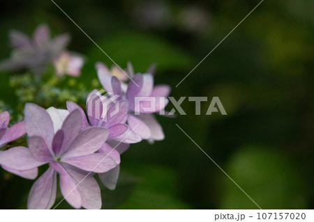 綺麗に並ぶ薄ピンク色の紫陽花 107157020