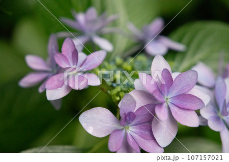 光に照らされた綺麗に咲く紫陽花 107157021