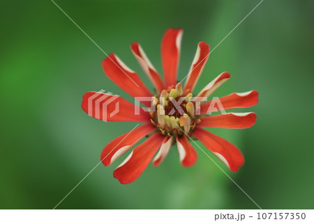 ジニア 0226 ジニア 0226 107157350