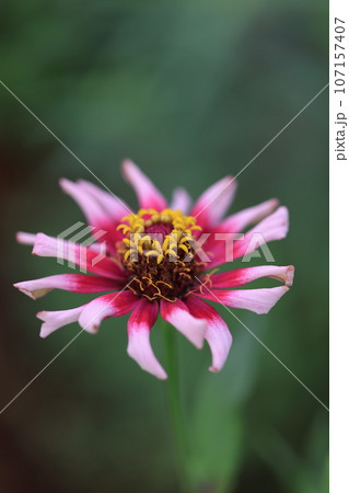 ジニア　0234 107157407