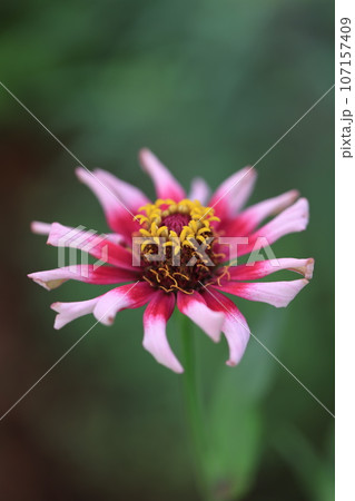 ジニア 0236 ジニア 0236 107157409