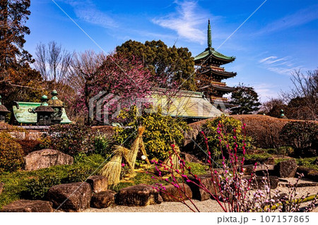 ゴージャスな花姿、花の風格を持ち花王と呼ばれ貴婦人と呼ばれ、高貴な雰囲気を漂わせる大輪の花 ゴージャスな花姿、花の風格を持ち花王と呼ばれ貴婦人と呼ばれ、高貴な雰囲気を漂わせる大輪の花 107157865