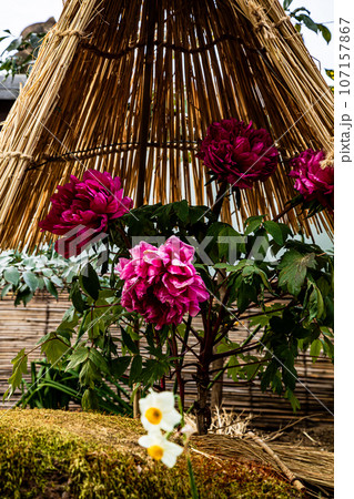 ゴージャスな花姿、花の風格を持ち花王と呼ばれ貴婦人と呼ばれ、高貴な雰囲気を漂わせる大輪の花 ゴージャスな花姿、花の風格を持ち花王と呼ばれ貴婦人と呼ばれ、高貴な雰囲気を漂わせる大輪の花 107157867