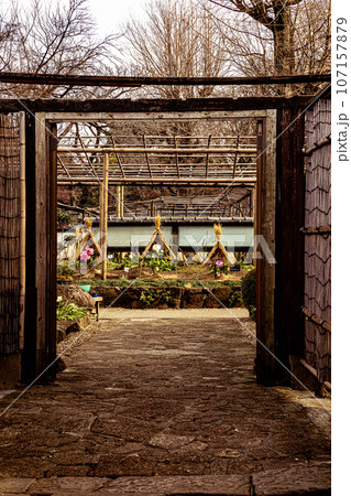 ゴージャスな花姿、花の風格を持ち花王と呼ばれ貴婦人と呼ばれ、高貴な雰囲気を漂わせる大輪の花 ゴージャスな花姿、花の風格を持ち花王と呼ばれ貴婦人と呼ばれ、高貴な雰囲気を漂わせる大輪の花 107157879