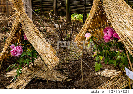 ゴージャスな花姿、花の風格を持ち花王と呼ばれ貴婦人と呼ばれ、高貴な雰囲気を漂わせる大輪の花 ゴージャスな花姿、花の風格を持ち花王と呼ばれ貴婦人と呼ばれ、高貴な雰囲気を漂わせる大輪の花 107157881