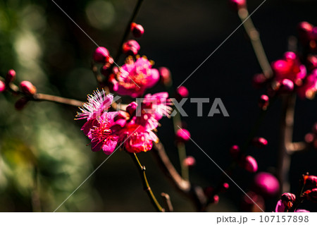 ゴージャスな花姿、花の風格を持ち花王と呼ばれ貴婦人と呼ばれ、高貴な雰囲気を漂わせる大輪の花 ゴージャスな花姿、花の風格を持ち花王と呼ばれ貴婦人と呼ばれ、高貴な雰囲気を漂わせる大輪の花 107157898