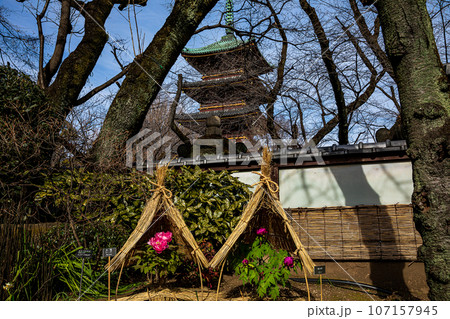 ゴージャスな花姿、花の風格を持ち花王と呼ばれ貴婦人と呼ばれ、高貴な雰囲気を漂わせる大輪の花 107157945