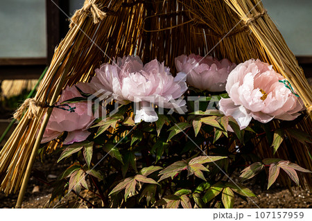 ゴージャスな花姿、花の風格を持ち花王と呼ばれ貴婦人と呼ばれ、高貴な雰囲気を漂わせる大輪の花 107157959