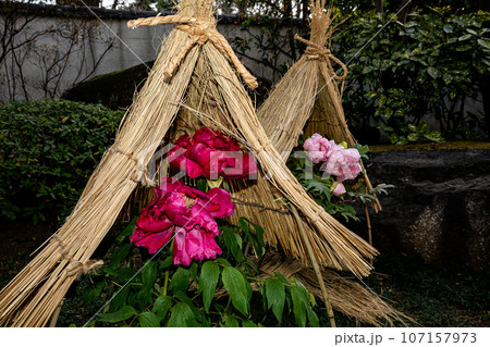 ゴージャスな花姿、花の風格を持ち花王と呼ばれ貴婦人と呼ばれ、高貴な雰囲気を漂わせる大輪の花 ゴージャスな花姿、花の風格を持ち花王と呼ばれ貴婦人と呼ばれ、高貴な雰囲気を漂わせる大輪の花 107157973