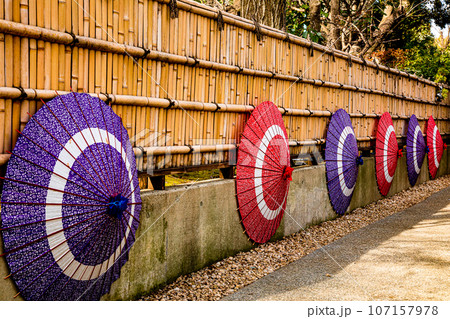 ゴージャスな花姿、花の風格を持ち花王と呼ばれ貴婦人と呼ばれ、高貴な雰囲気を漂わせる大輪の花 ゴージャスな花姿、花の風格を持ち花王と呼ばれ貴婦人と呼ばれ、高貴な雰囲気を漂わせる大輪の花 107157978