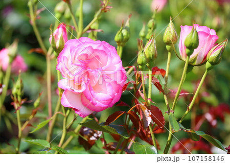 バラの花　ニコール 107158146