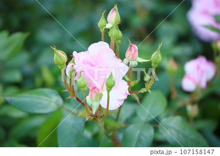 バラの花 夢香 バラの花 夢香 107158147
