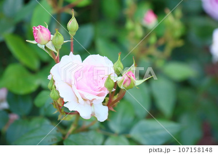 バラの花　夢香 107158148