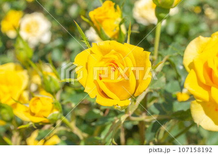 バラ【品種：サンスプリンクルズ】 107158192