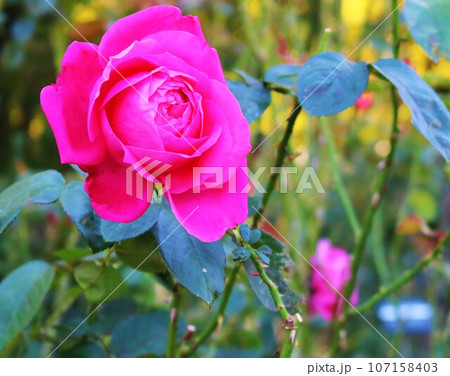 散策路に華やかに咲く薔薇の花 秋のバラ園 散策路に華やかに咲く薔薇の花 秋のバラ園 107158403