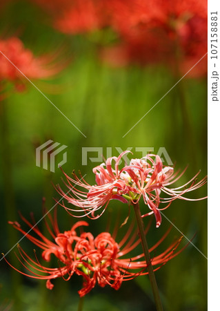 希少なピンクの彼岸花　満開になった曼珠沙華を撮る　 107158881