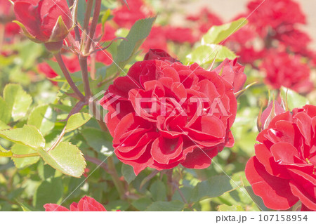 バラ【品種：プリンスメイアンディナ】 107158954