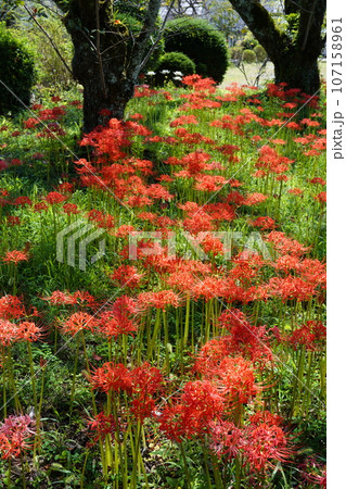 群生する彼岸花 群生する彼岸花 107158961