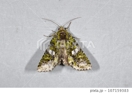 オオシロテンアオヨトウ（北海道・鶴居村） 107159383