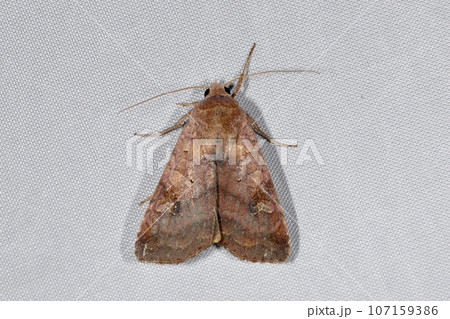 オオバコヤガ（北海道・知床） 107159386