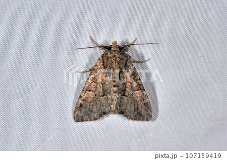 アオフシラクモヨトウ(岡山県・新見市) アオフシラクモヨトウ(岡山県・新見市) 107159419