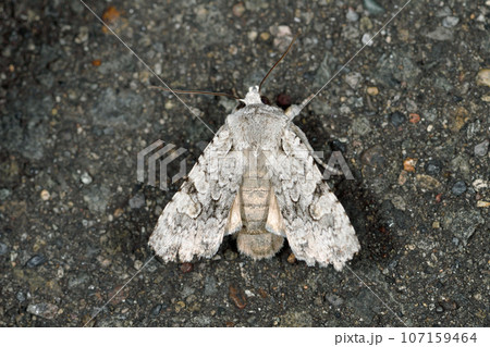 カシワキボシキリガ（北海道・鶴居村） 107159464