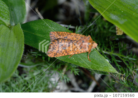 ゴマダラキリガ（北海道・鶴居村） 107159560