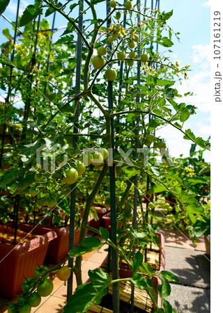 ルーフバルコニーでプランターを使用し野菜作り　青空の下ミニトマトの実がついた 107161219