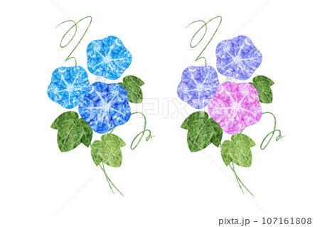 朝顔 朝顔 107161808