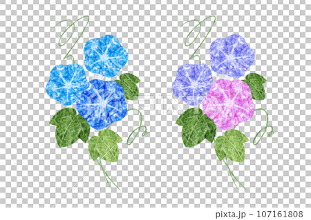 朝顔 朝顔 107161808