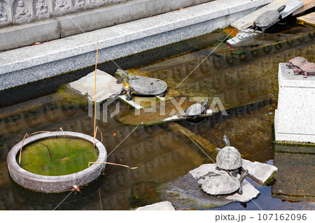 カメが暮らす池 107162096