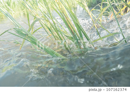 水無月の田 水管理 水無月の田 水管理 107162374