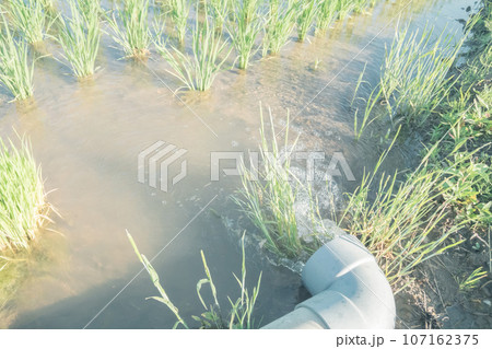 水無月の田 水管理 水無月の田 水管理 107162375