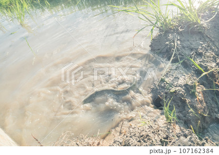 水無月の田 ナマズ 水無月の田 ナマズ 107162384